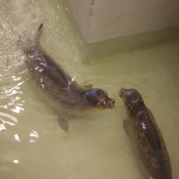 Binkie en Diva in de grote binnenpool.jpg